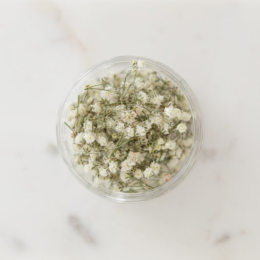 Dried Baby's Breath (Gypsophila)