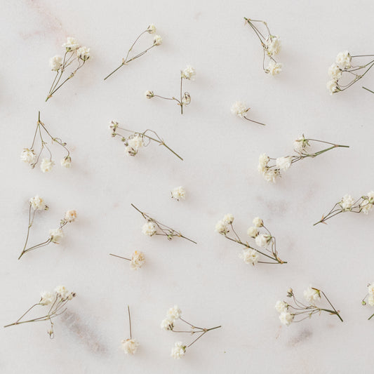 Dried Baby's Breath (Gypsophila)