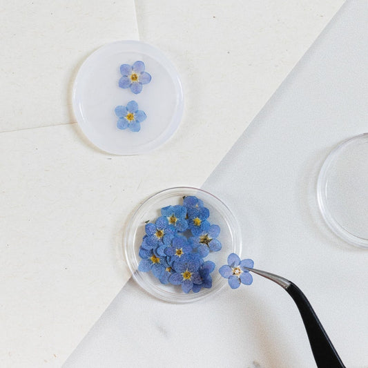 Pressed Forget Me Not, 20 Petals