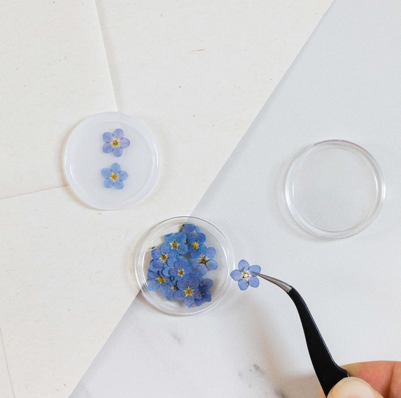 Pressed Forget Me Not, 20 Petals