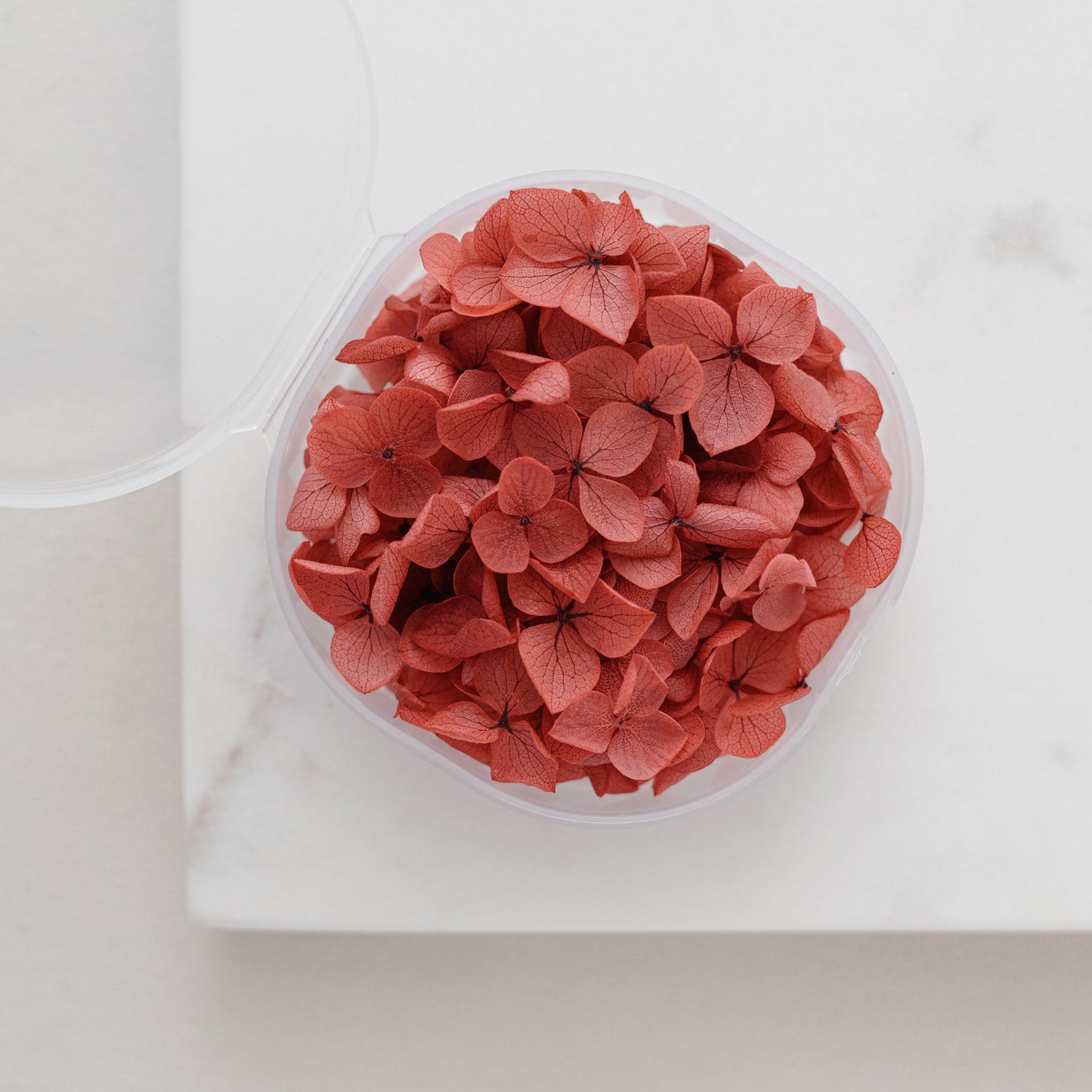 Merlot – Dried Hydrangea Petals