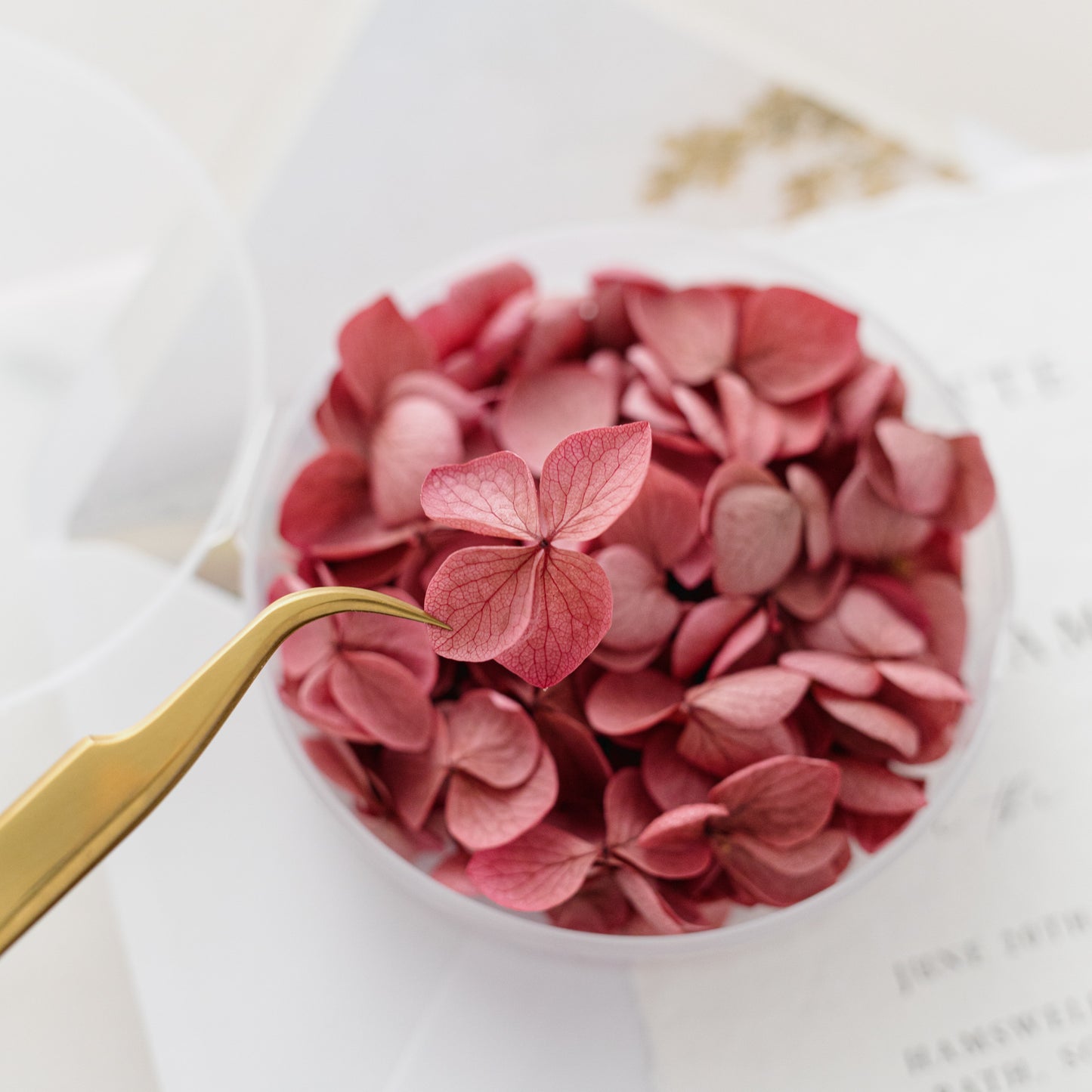 Carmine – Dried Hydrangea Petals