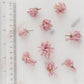 ✧ 50% OFF ✧ Dried Cherry Blossoms