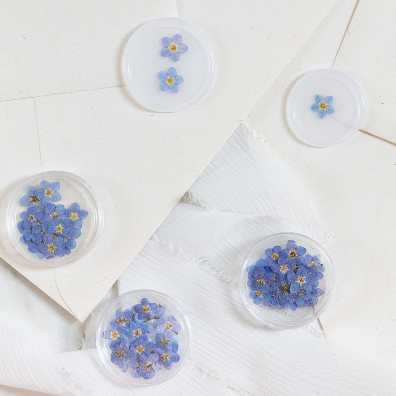 Pressed Forget Me Not, 20 Petals