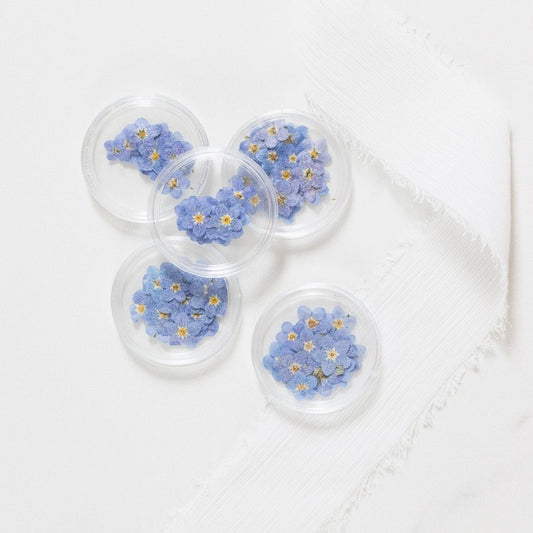 Pressed Forget Me Not, 20 Petals